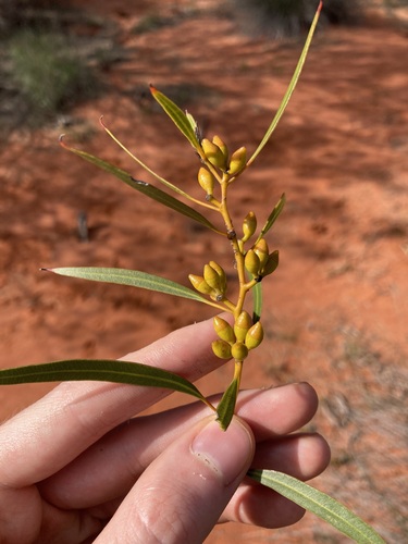 Image of Newman Rock Mallee (Eucalyptus rigidula) by (c) Thomas Mesaglio, some rights reserved (CC BY)