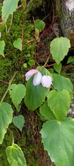 Begonia dioica