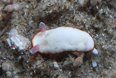 Verconia sudanica