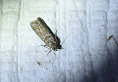 Ancylosis undulatella