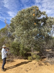 Banksia ashbyi ashbyi