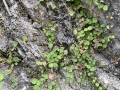 Adiantum capillus-junonis