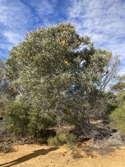 Banksia ashbyi ashbyi