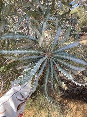 Banksia ashbyi ashbyi