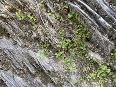 Adiantum capillus-junonis