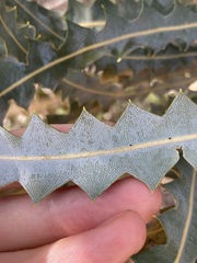 Banksia ashbyi ashbyi