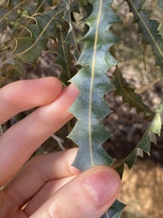 Banksia ashbyi ashbyi