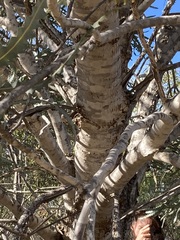 Banksia ashbyi ashbyi