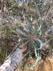 Banksia ashbyi ashbyi