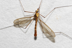 Nephrotoma scurra
