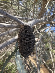 Banksia ashbyi ashbyi
