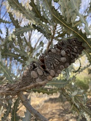 Banksia ashbyi ashbyi