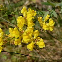 Linaria