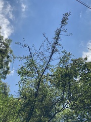 Osteomeles schwerinae