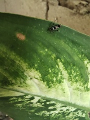 Lepidoptera