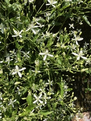 Clematis chinensis