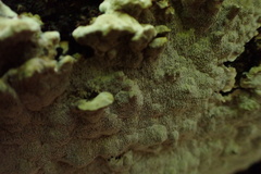 Phellinus lundellii