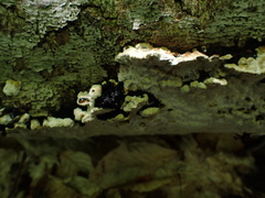 Phellinus lundellii