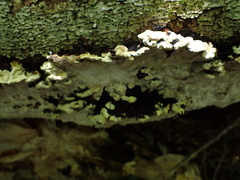 Phellinus lundellii