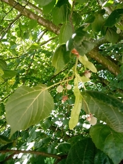 Tilia platyphyllos
