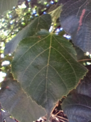 Tilia platyphyllos