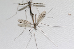 Tipula irrorata
