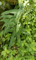 Polygonatum verticillatum