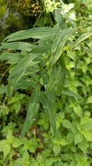 Polygonatum verticillatum
