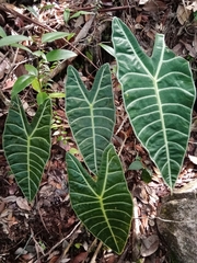 Alocasia longiloba