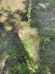 Artemisia vulgaris