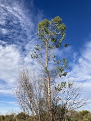 Codonocarpus cotinifolius