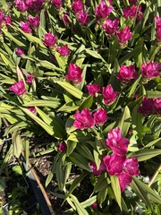 Tulipa gesneriana