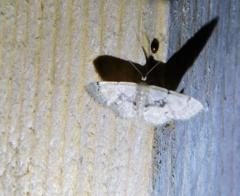 Idaea laevigata