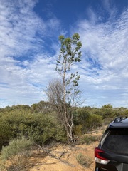 Codonocarpus cotinifolius