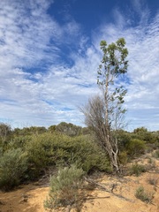 Codonocarpus cotinifolius