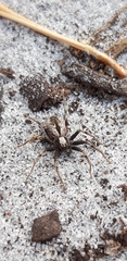 Thanatus sabulosus
