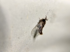 Eurukuttarus takahashii