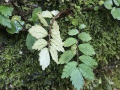Elatostema microcephalanthum