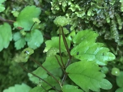 Elatostema microcephalanthum