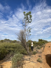 Codonocarpus cotinifolius