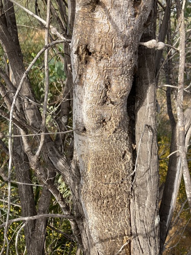 Image of Bell Fruit Tree (Codonocarpus cotinifolius) by (c) Thomas Mesaglio, some rights reserved (CC BY)