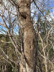 Codonocarpus cotinifolius