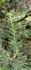Taxus wallichiana