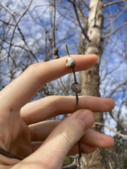 Codonocarpus cotinifolius