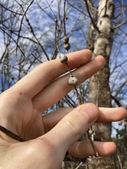 Codonocarpus cotinifolius