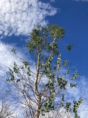 Codonocarpus cotinifolius