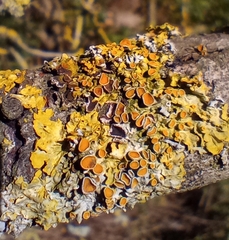 Xanthoria parietina