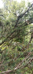 Taxus wallichiana