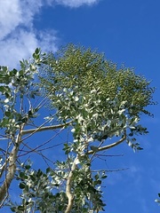 Codonocarpus cotinifolius