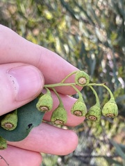 Codonocarpus cotinifolius